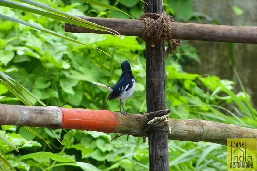 Oriental Magpie Robin Male