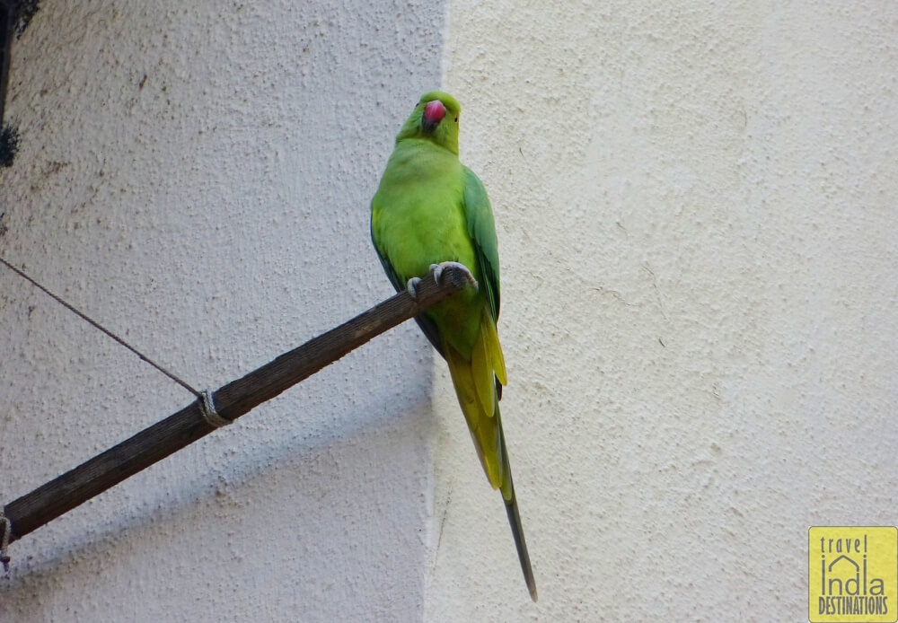 Parrots in Vasai