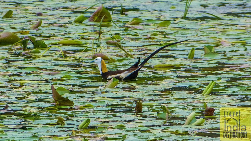 Pheasant Tailed Jacana