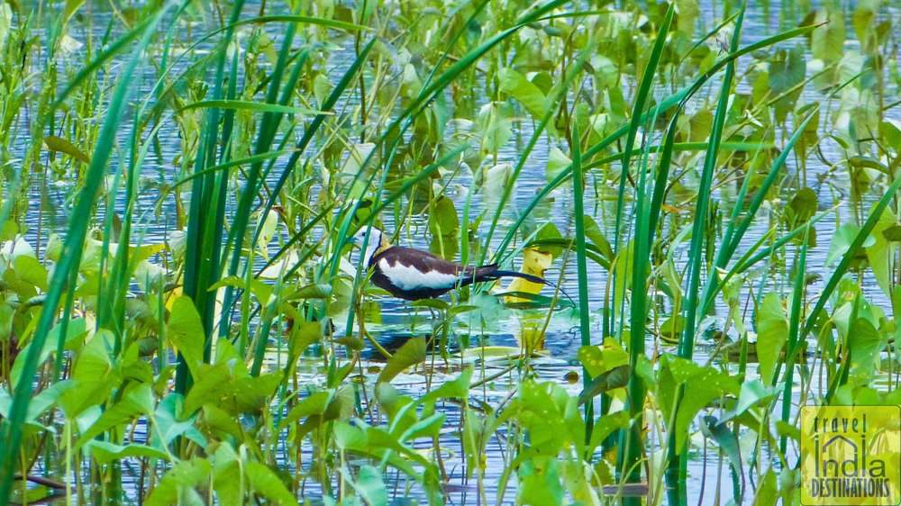Pheasant Tailed Jacana Vasai