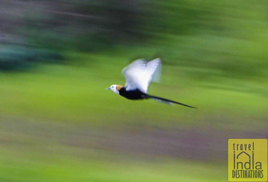 Pheasant Tailed Jacana