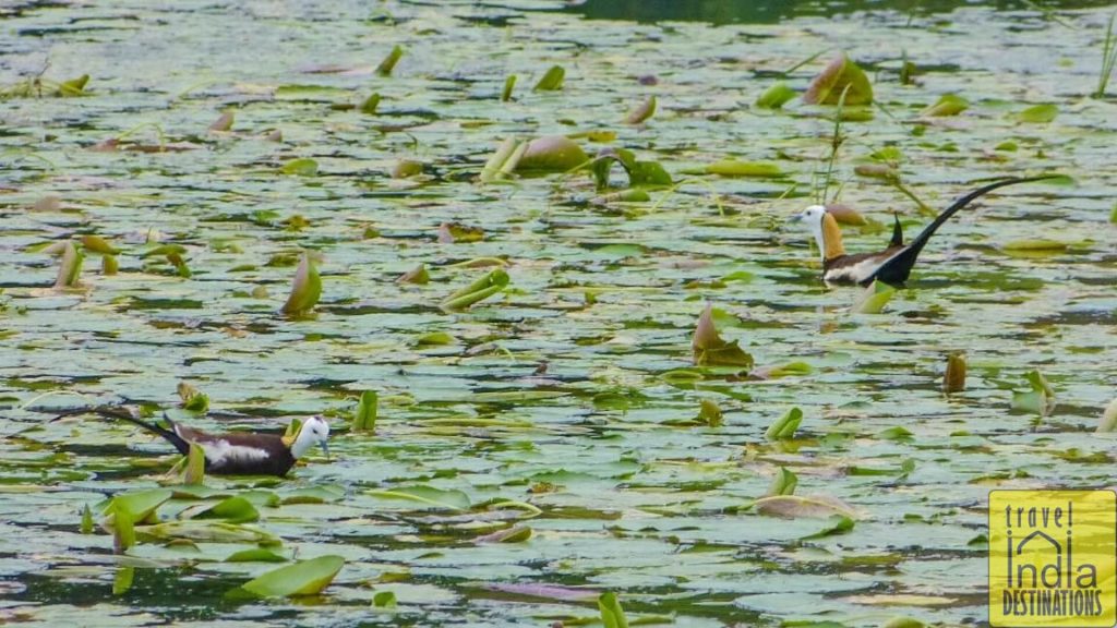 Pheasant Tailed Jacanas