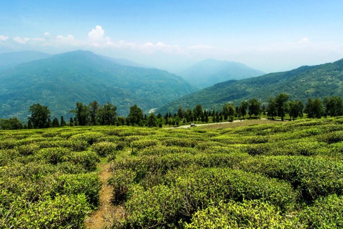 Ravangla Tea Estate