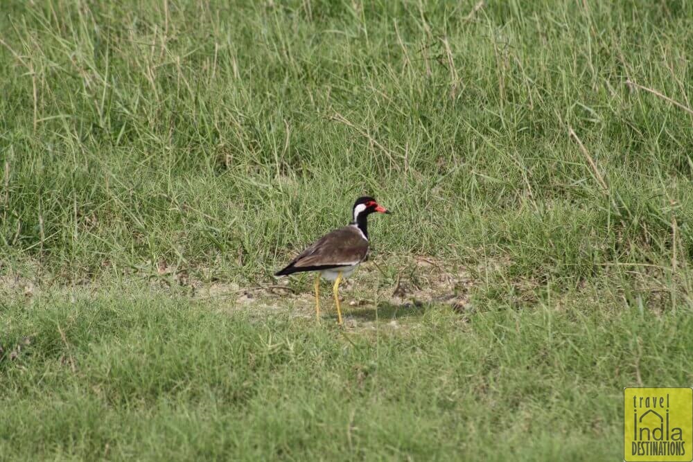 Red Wattled Lapwing in Vasai