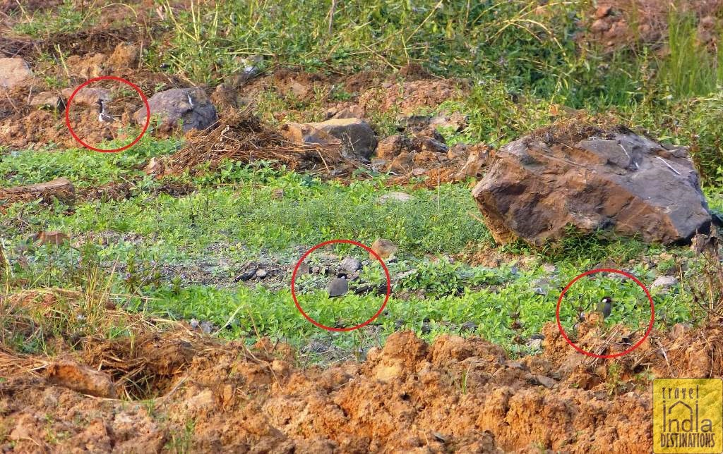 Red Wattled Lapwing