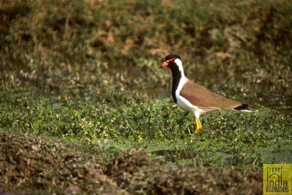 Red Wattled Lapwing