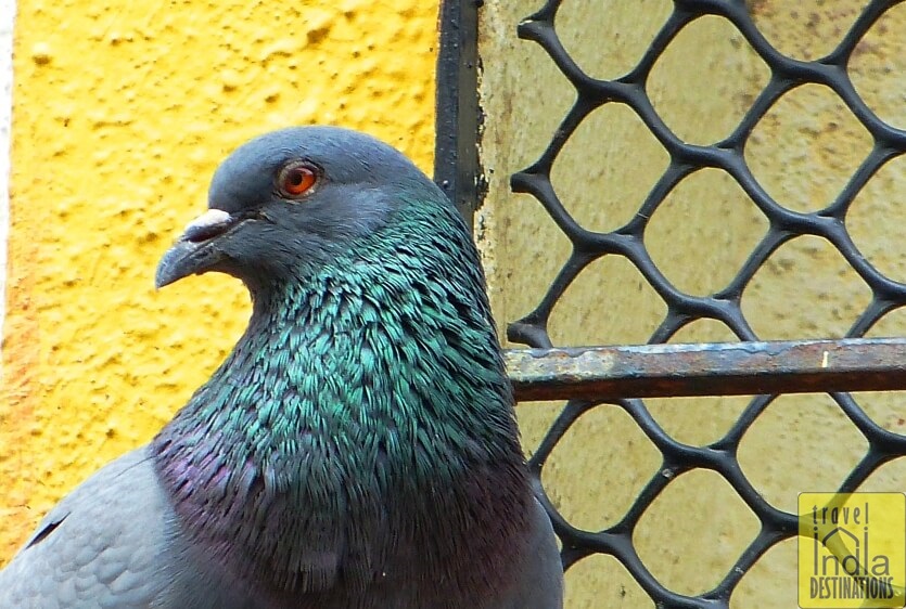 Rock Pigeon Close Up