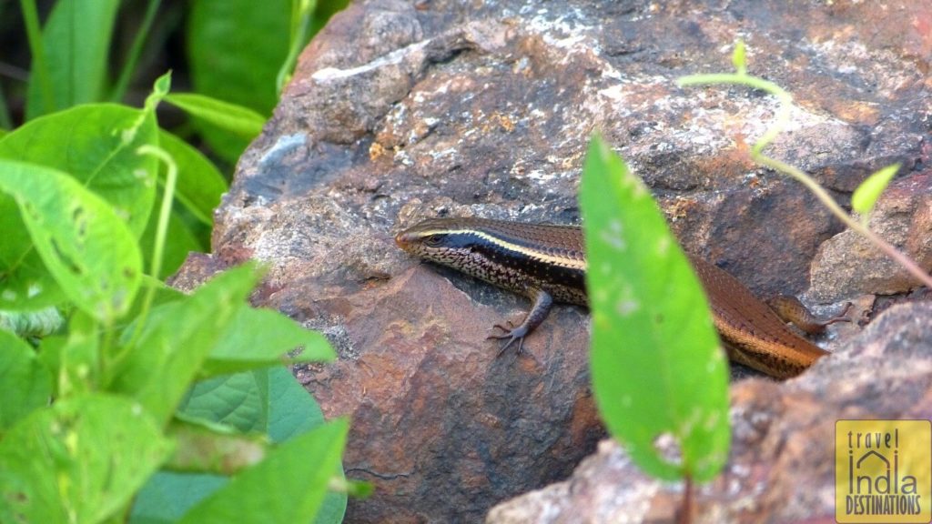 Skink Lizard India