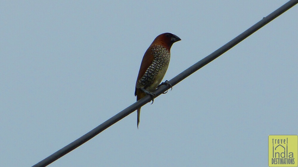 Spice Finch