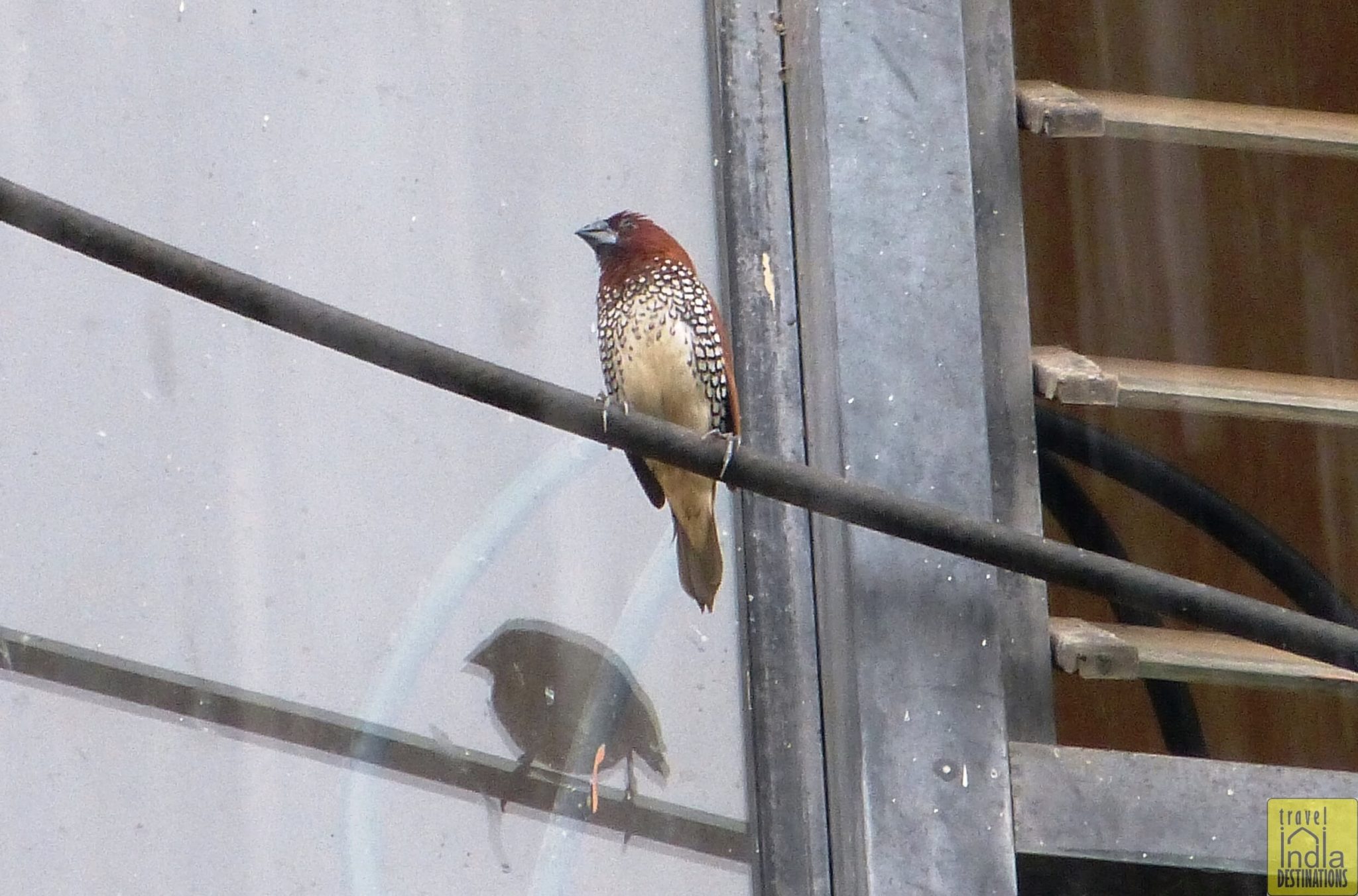 Spice Finch