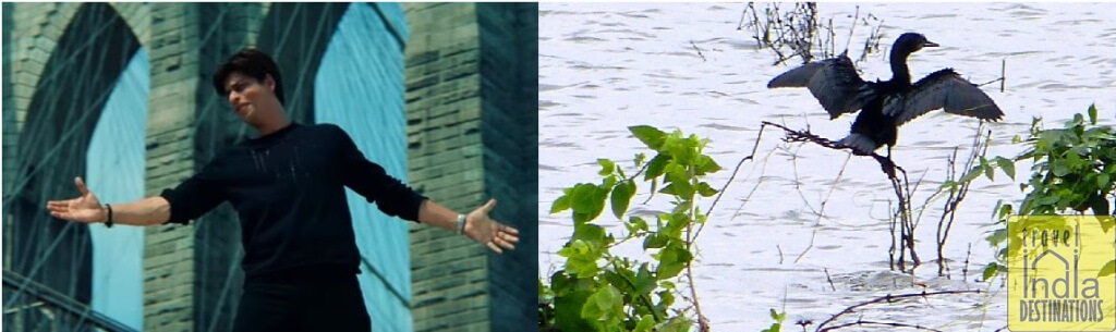 SRK Bird