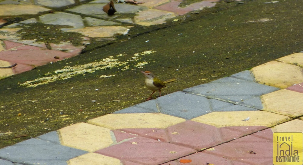 Tailorbird in Vasai
