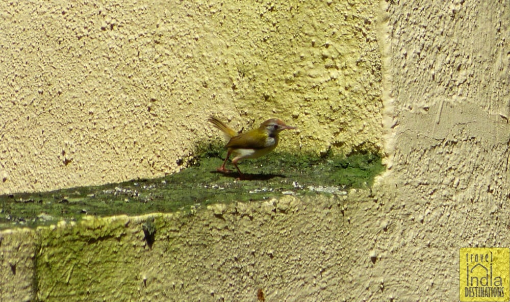 Tailorbird Vasai