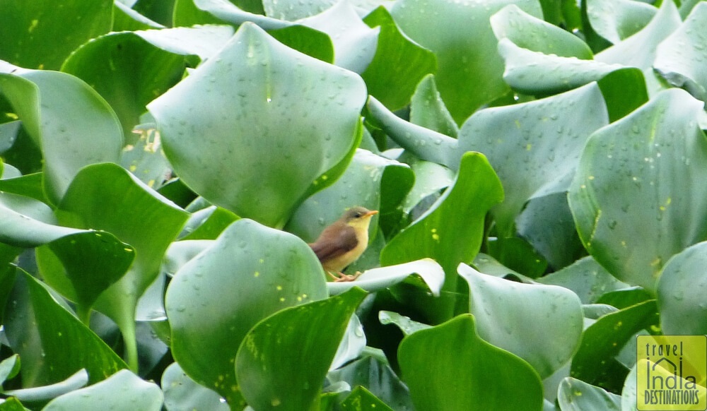 Tickells Flowerpecker