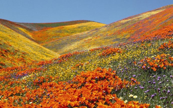 Valley of Flowers Uttarakhand