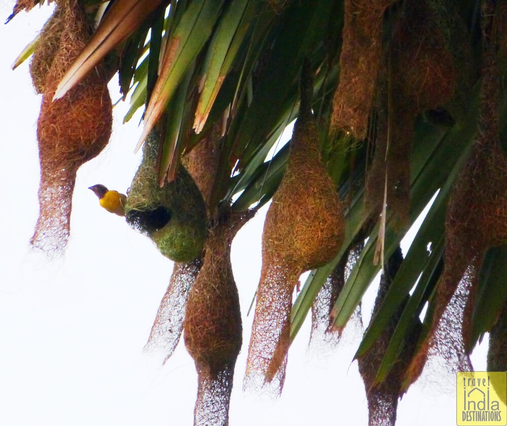 Baya Weaver
