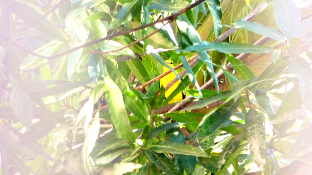 Golden Oriole