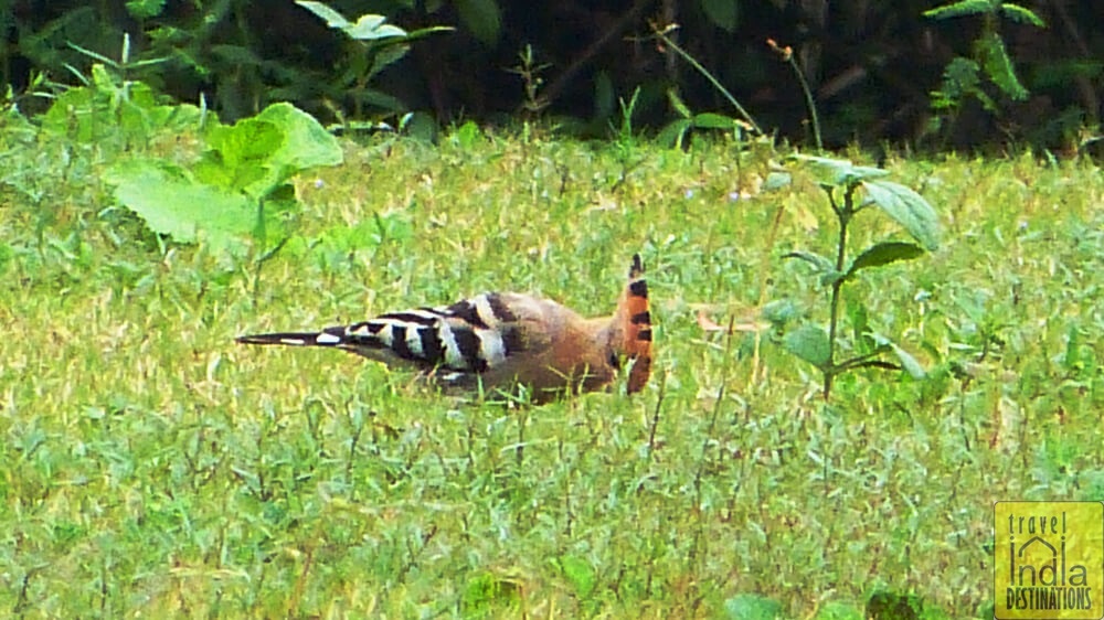 Vasai Hoopoe Bird