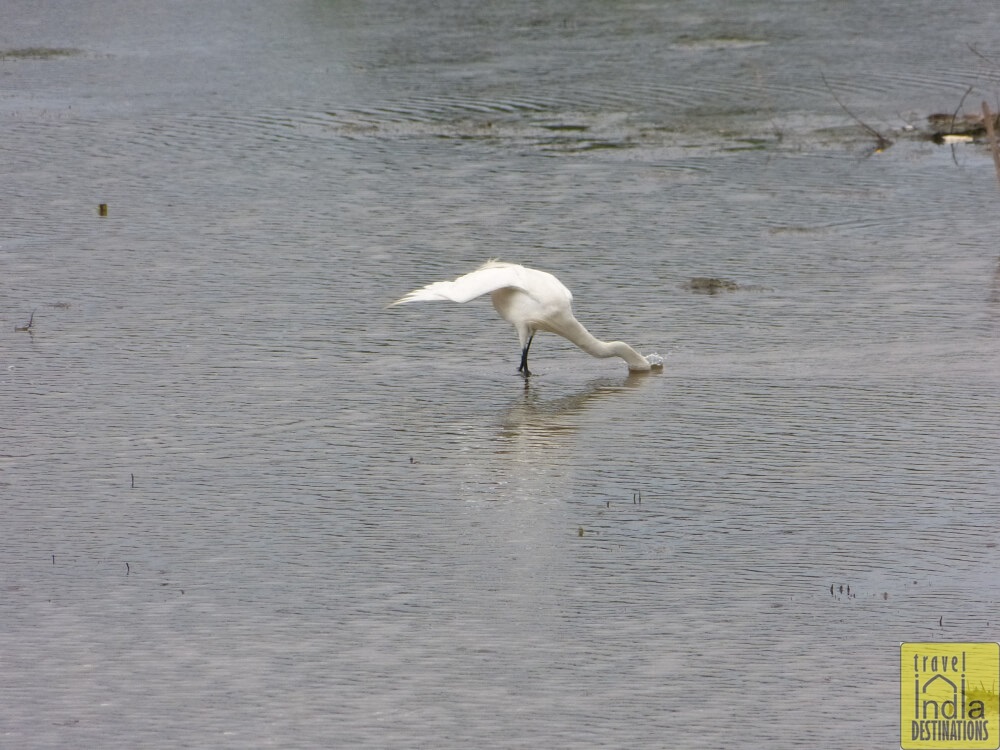 Vasai Little Egret
