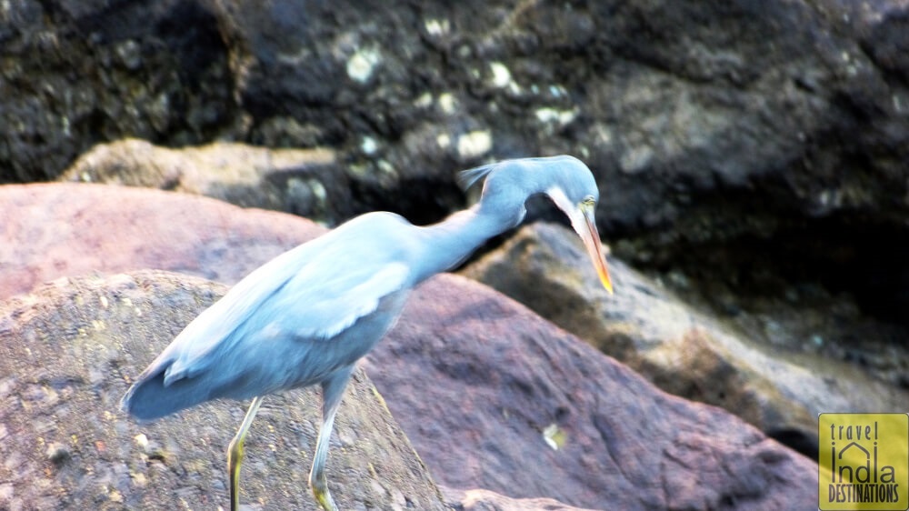 Western Reef Egret