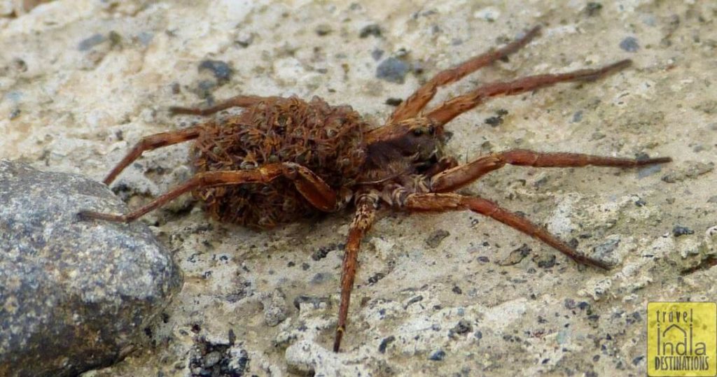 Wolf Spider India