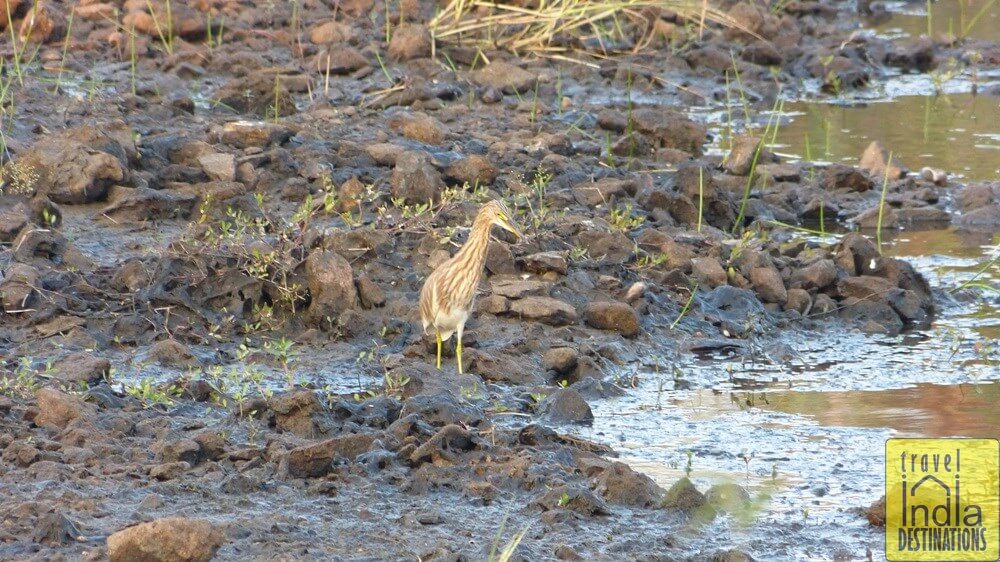 Yellow Bittern