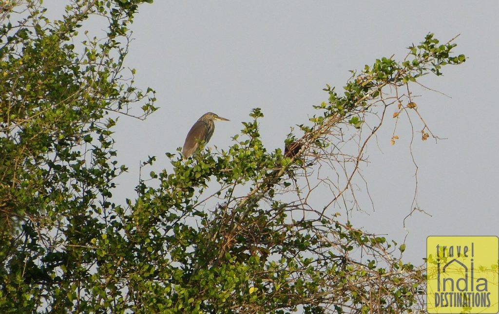 Yellow Bittern