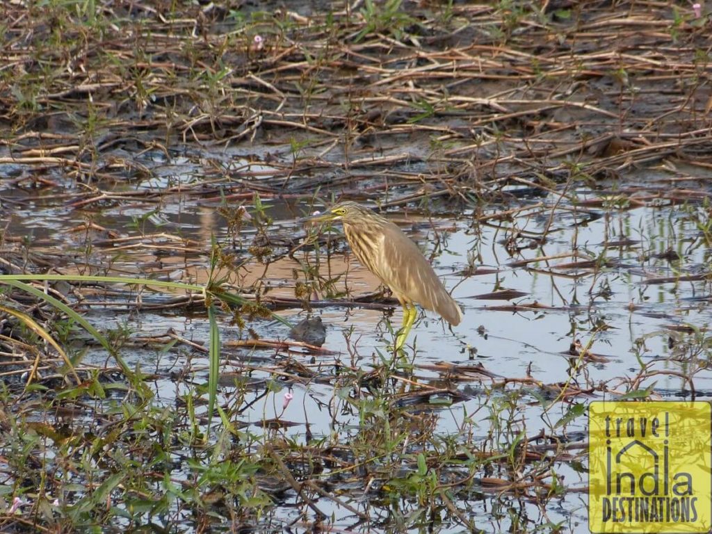 Yellow Bittern