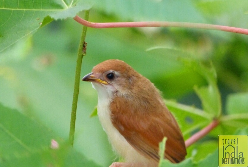 Yellow Eyed Babbler Juvenile