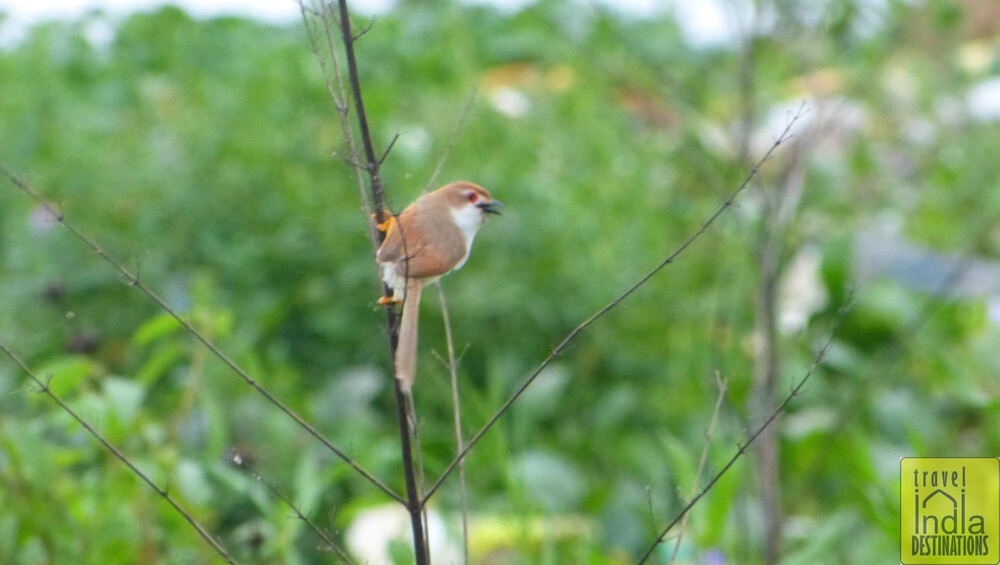 Yellow Eyed Babbler