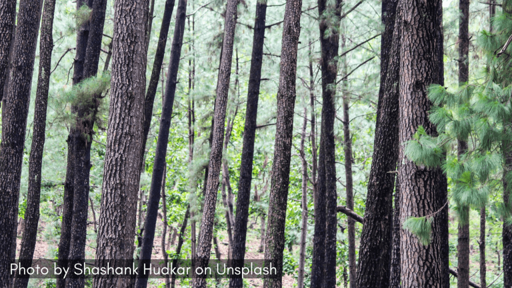 the forest of amarkantak with trees and greenery