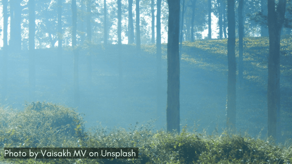 The misty forest view in Bandipur, one of the best places to visit in monsoon in Karnataka for wildlife experiences.