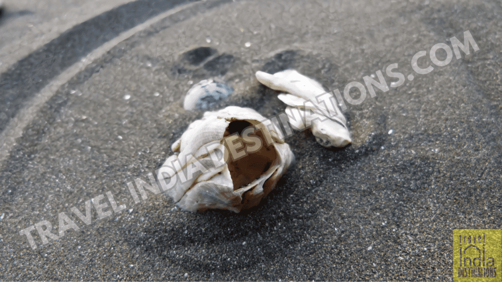 A shot of a broken shell in the sand at Suruchi Beach Vasai.