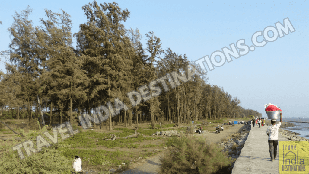 A line up of Casuarina trees at the Suruchi Beach in Vasai West
