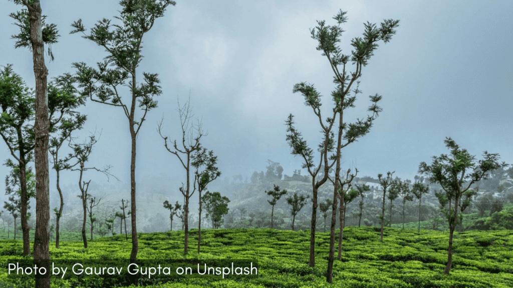 A view of Coonoor tea estate