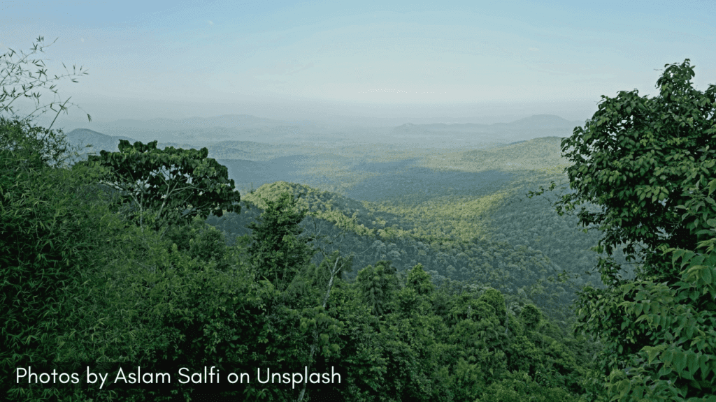 A view of the lush scenic view of the Cotigao Wildlife Sanctuary in the post-monsoon season.