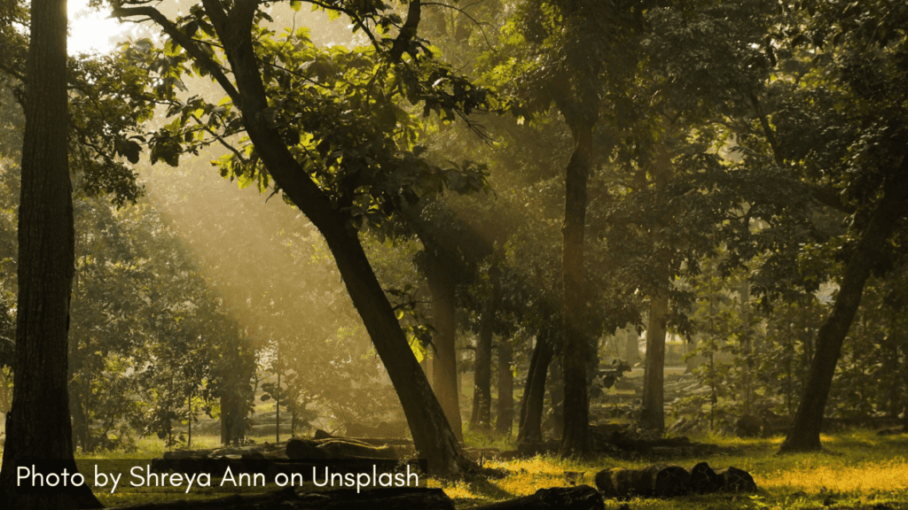 Sunrays penetrating the forest in Dandeli, one of the best monsoon destinatios in Karnataka for wildlife and adventure.