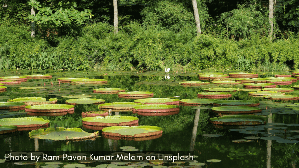 A view of the river in Dindi one of the best monsoon destinations in Andhra Pradesh