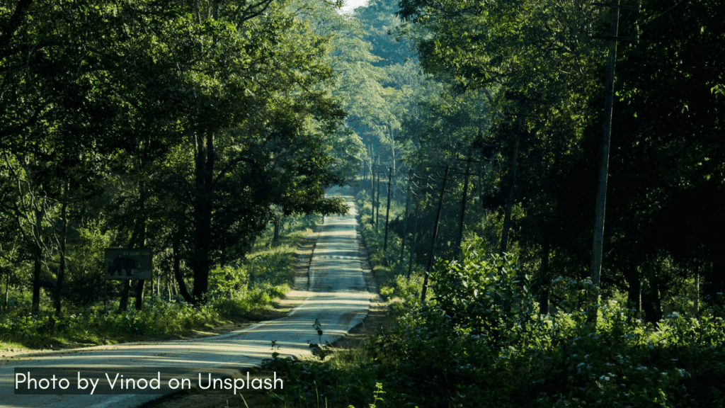 A single road passing through the Kabini forest one of the monsoon places in Karnataka for wildlife experiences.