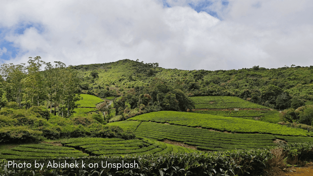 tea estates in the town of Megamalai