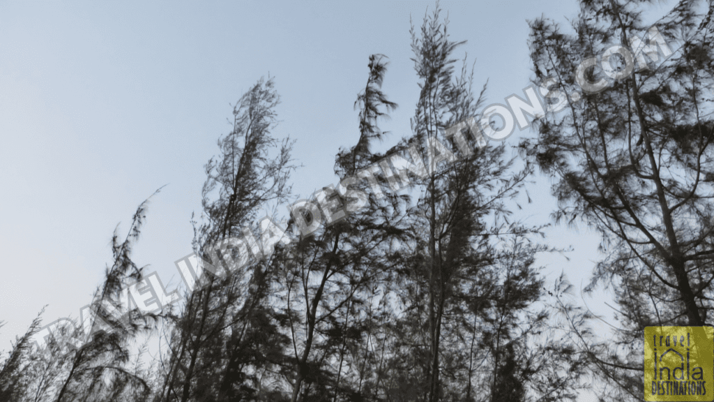 A shot of Casuarina Equisetifolia trees also known as Suru trees at Suruchi Beach Vasai.