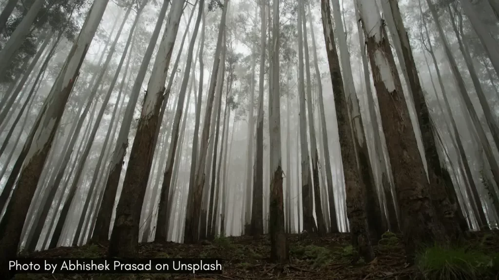 A view of eucalyptus forest in Kodaikanal, one of the best places for honeymoon in May in South India.