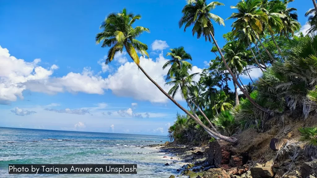 coconut trees near the shore on andaman and nicobar islands which is one of the best places to visit in November in India.
