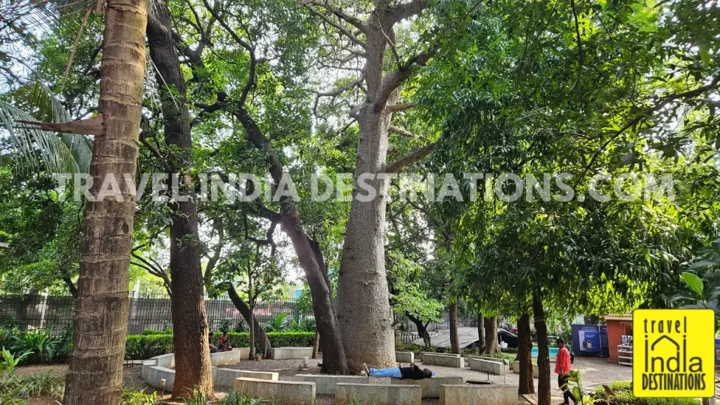 A large baobab tree in the gardens of Chhatrapati Shivaji Maharaj Vastu Sangrahalaya, with circular marble seating and visitors resting under the dense canopy.