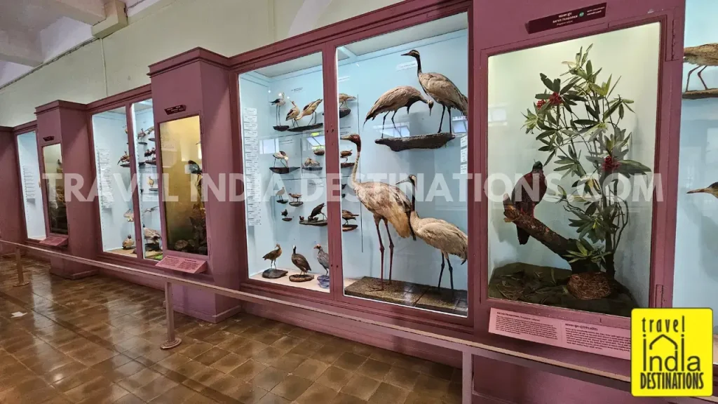 Stuffed birds displayed in pink showcases inside the Natural History gallery at CSMVS, Mumbai.