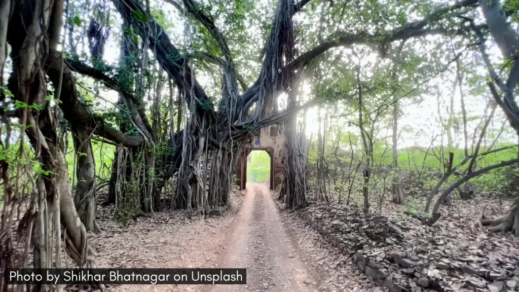 A shot of the dirt road with old banyan tree branches all over leading into Ranthambore near Sawai Madhopur in Rajasthan one of the best minimoon destinations in March in India