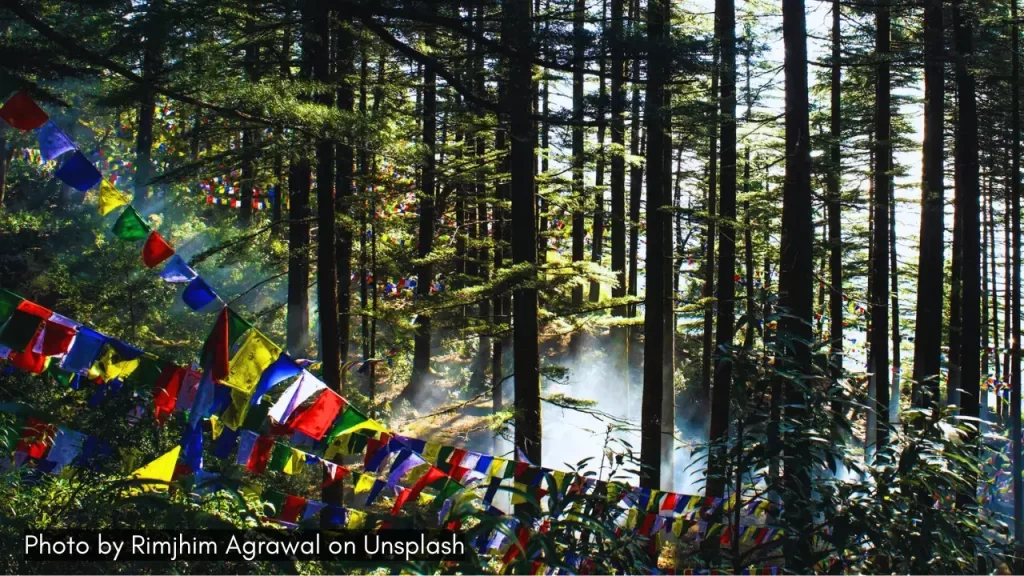 a shot of greenery in Dharamshala one of the best places to visit in April in India