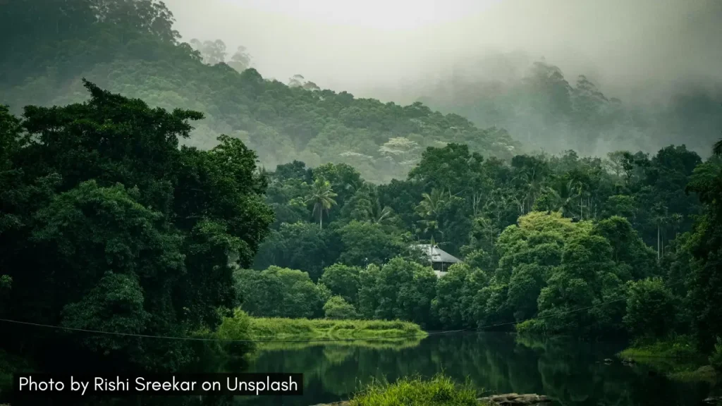 A shot of the misty lush green landscape of Thekkady, one of the best places to visit in monsoon in Kerala.