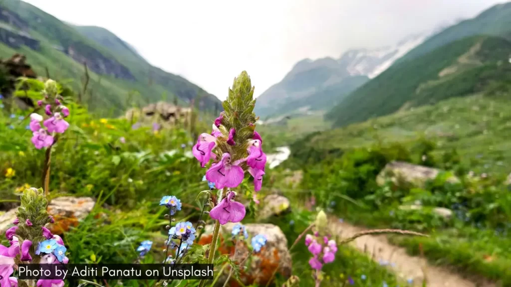 A shot of a flower with a blur background of the Valley of Flowers in Uttarakhand, one of the best places to visit in August in India